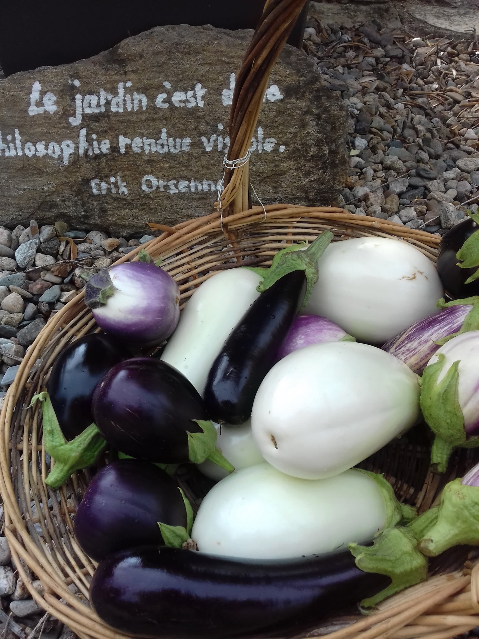 Aubergines bon
