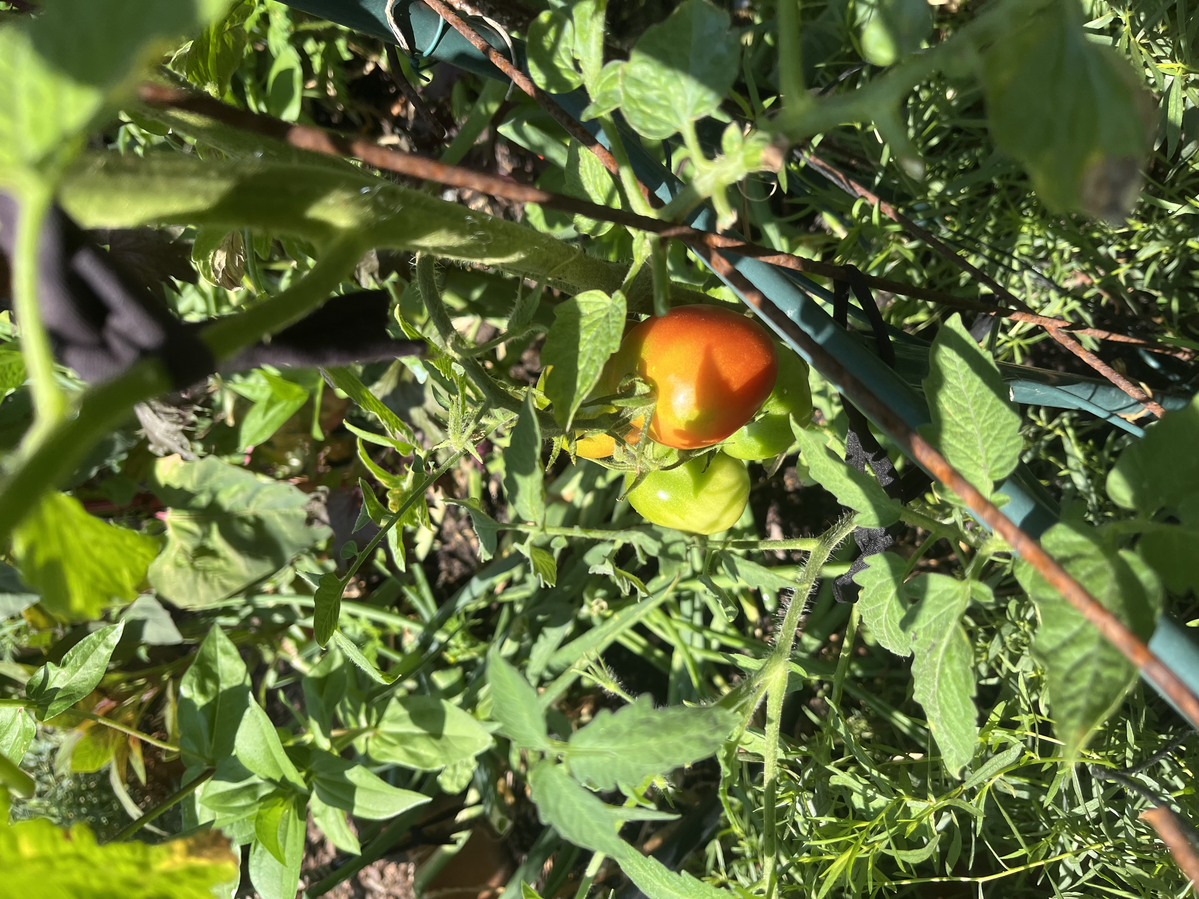La Tomate